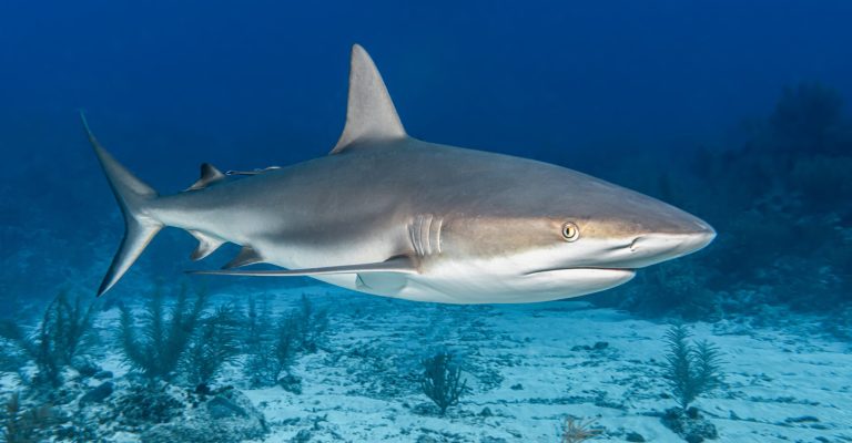 Compléments alimentaires Santé Nutrition Vitamines Cartilage de requin